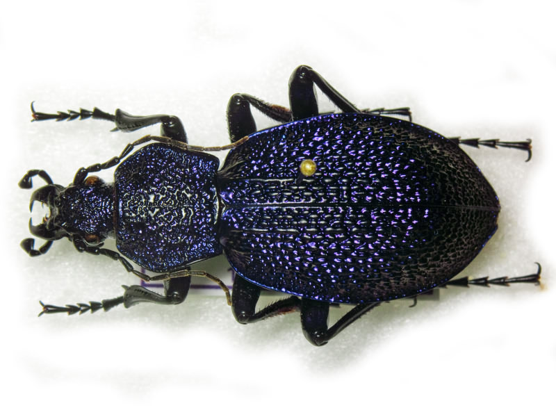 Carabus scabrosus tauricus Bonelli, 1810